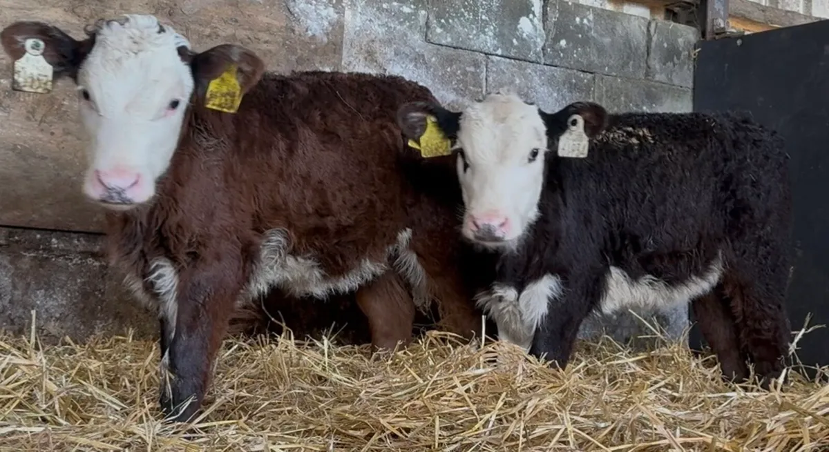 5 super Hereford heifers ready to come of milk - Image 3