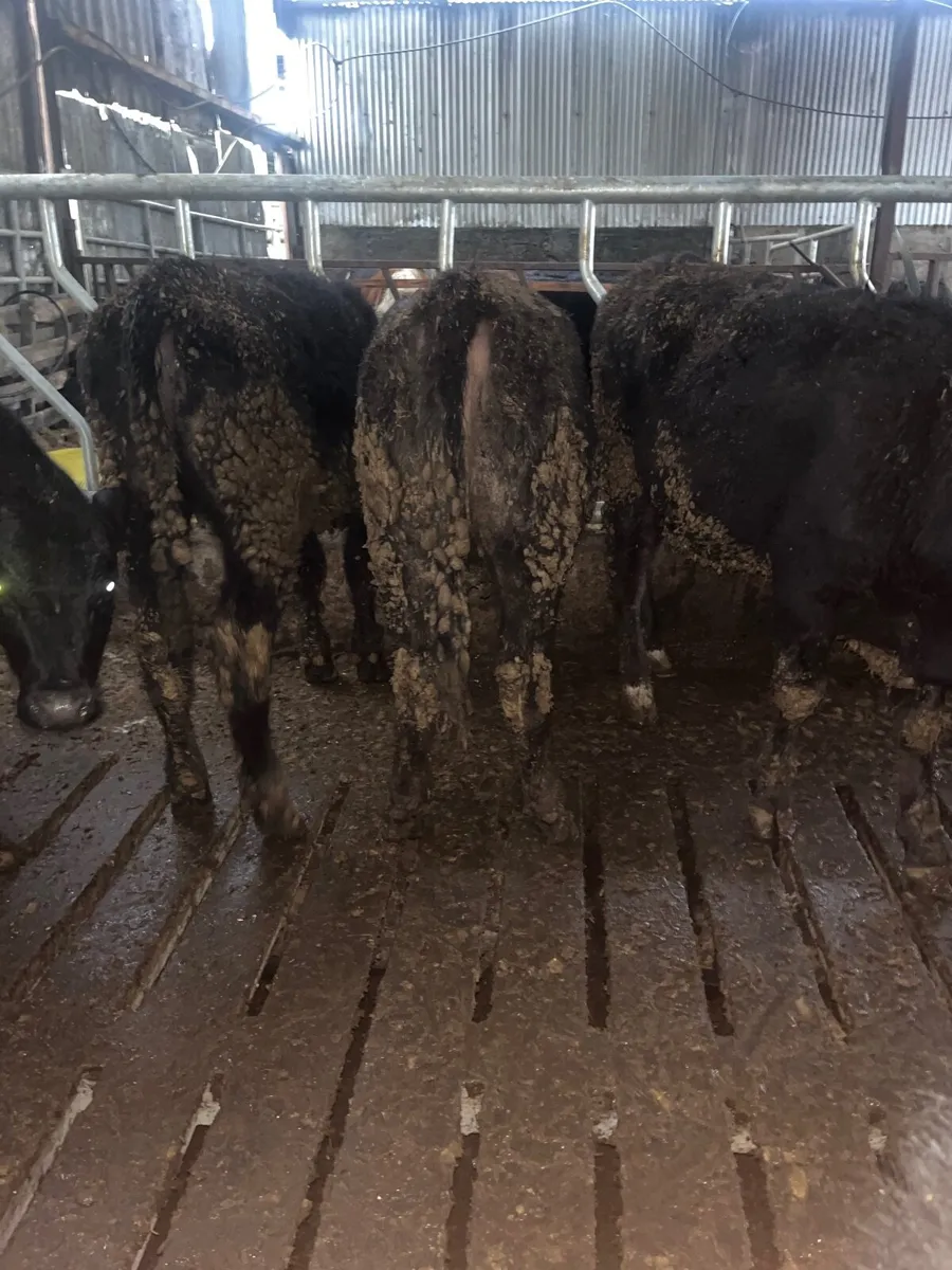 Angus heifers - Image 2