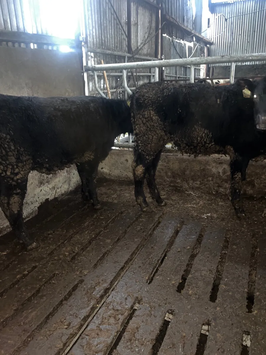 Angus heifers - Image 3