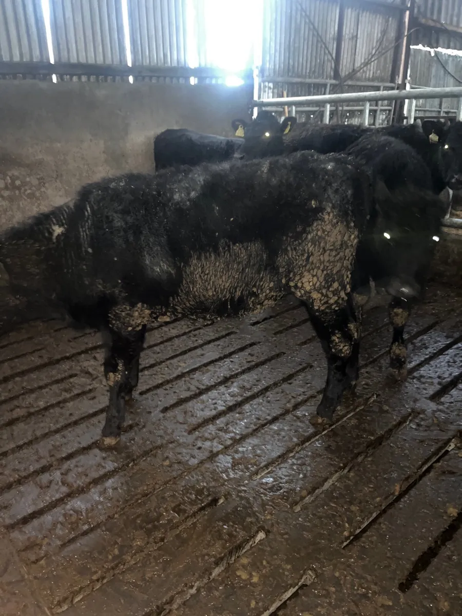 Angus heifers - Image 4