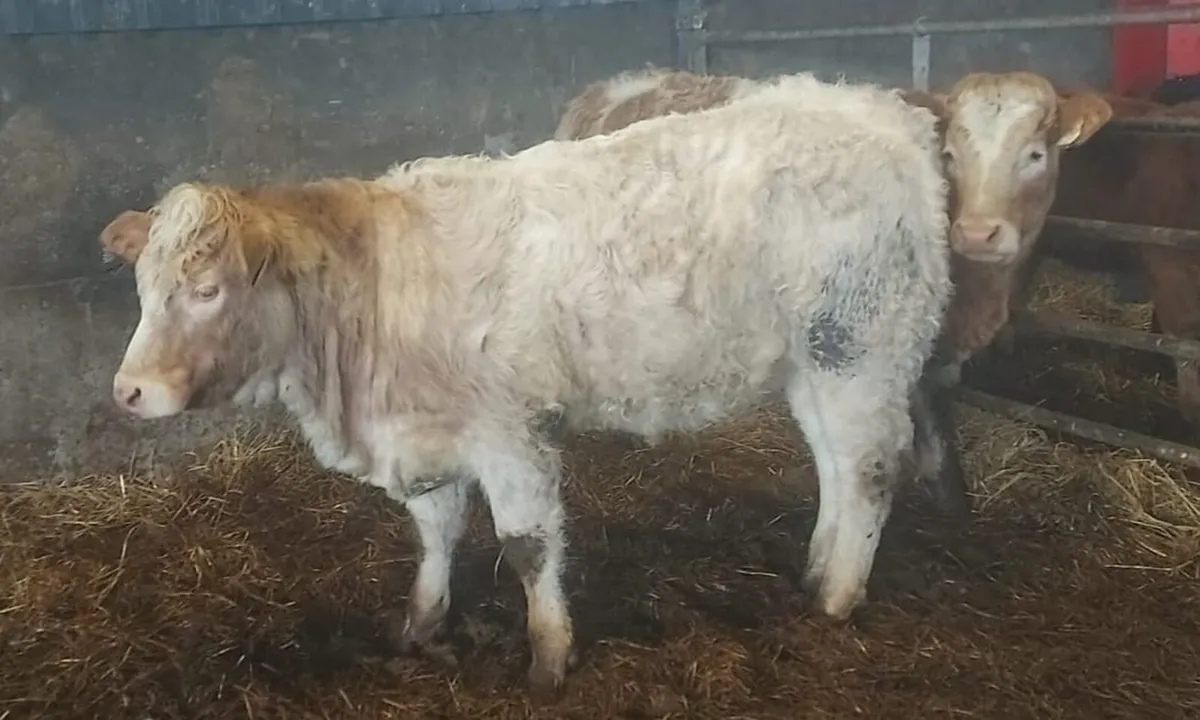 Bank Holiday Weanling Sale - Image 2