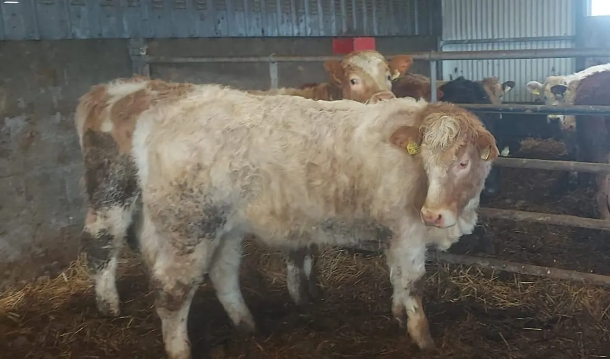 Bank Holiday Weanling Sale - Image 1