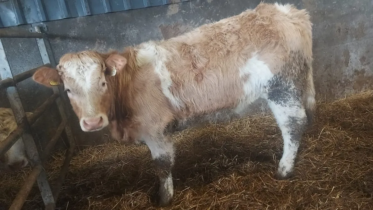 Bank Holiday Weanling Sale - Image 4