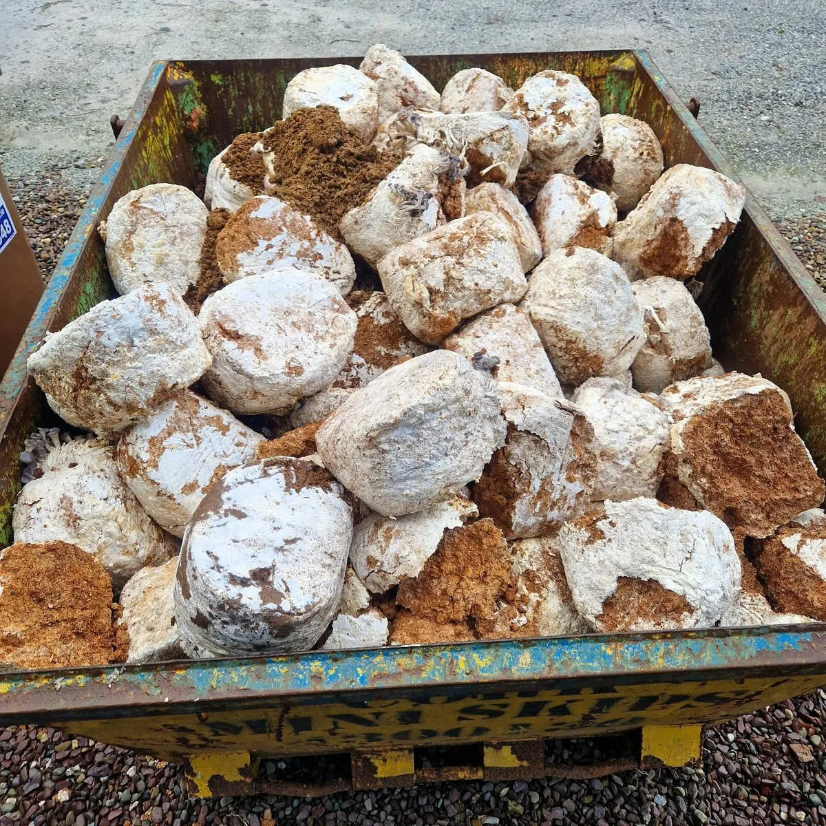 Spent mushroom blocks free to take away - Image 1