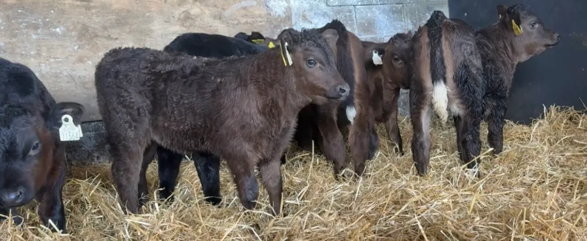 Super bunch of heifer calves - Image 2