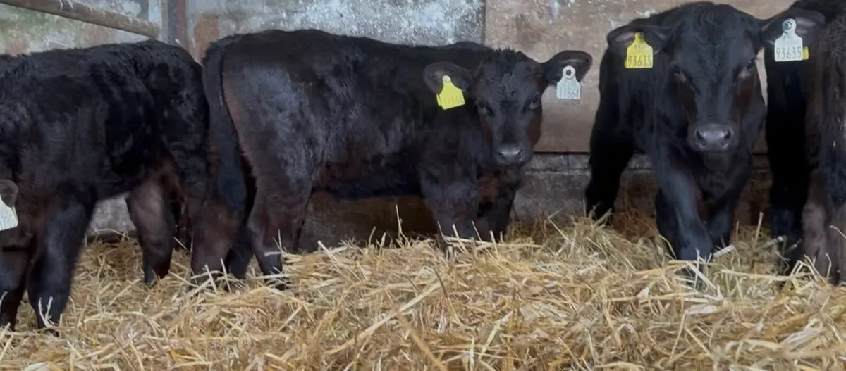Super bunch of heifer calves - Image 3