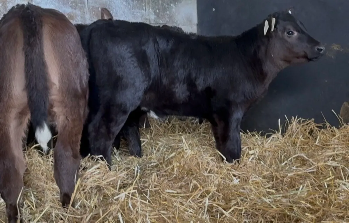 Super bunch of heifer calves - Image 4