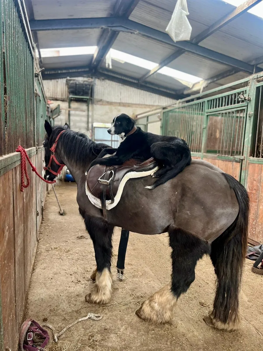 4 year old filly - Image 2