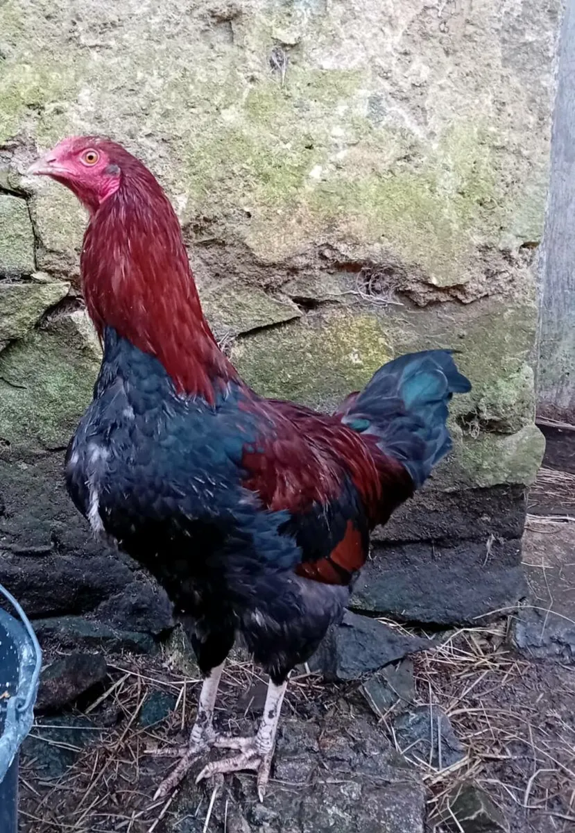 Roosters - Image 2