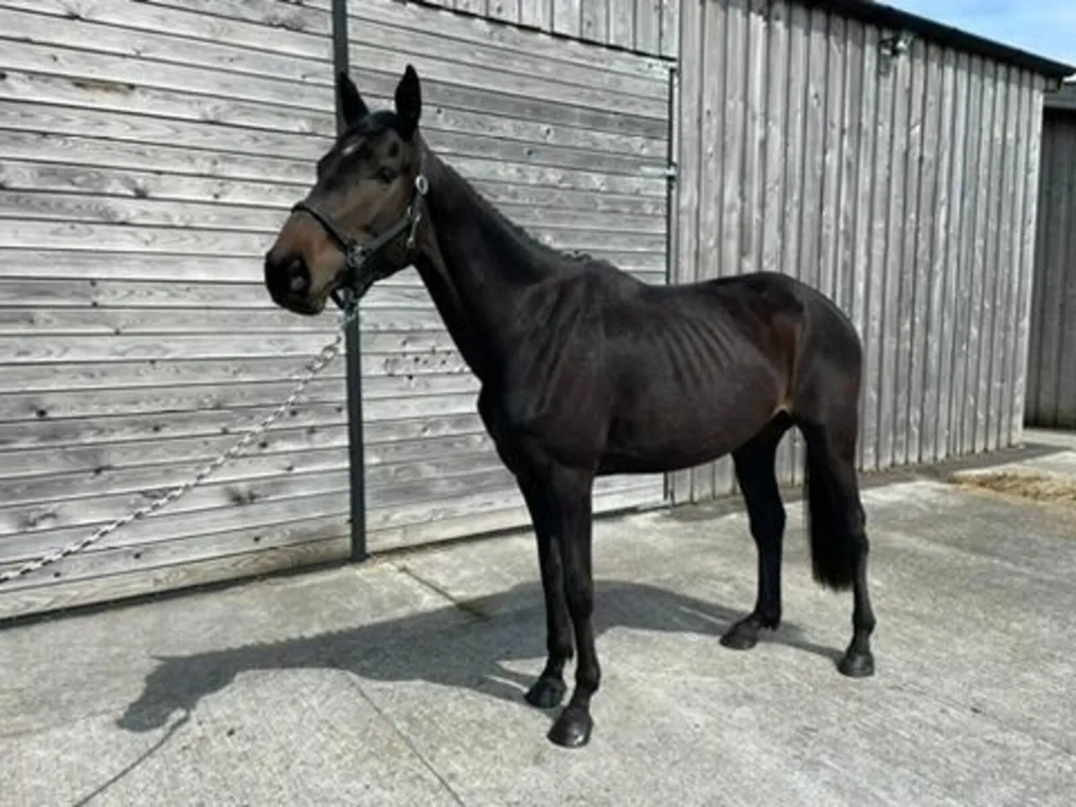Rising 5yo 17hh Unbroken Mare – Huge Potential - Image 2