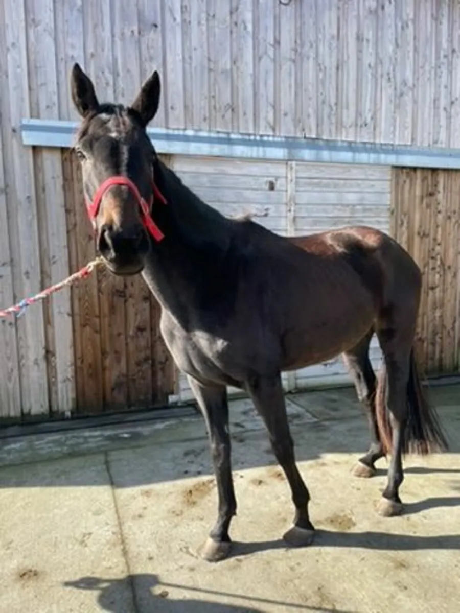 Rising 5yo 17hh Unbroken Mare – Huge Potential - Image 1