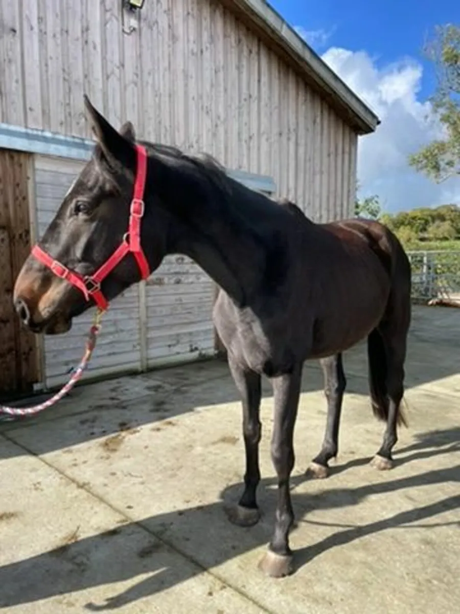 Rising 5yo 17hh Unbroken Mare – Huge Potential - Image 3