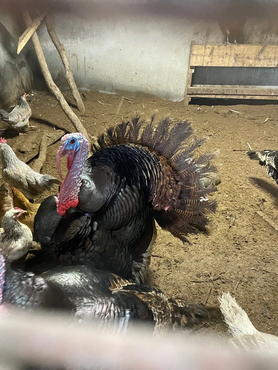 Turkeys - Image 1