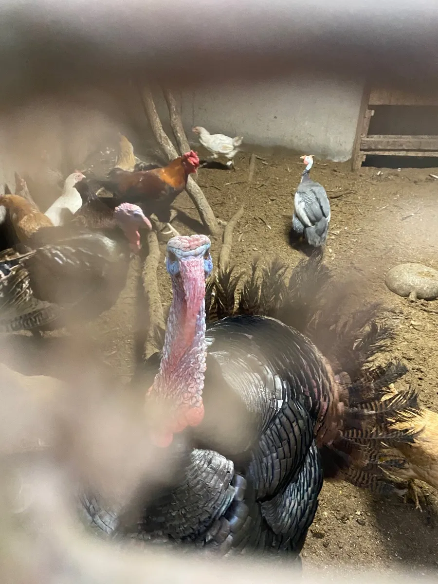 Turkeys - Image 2