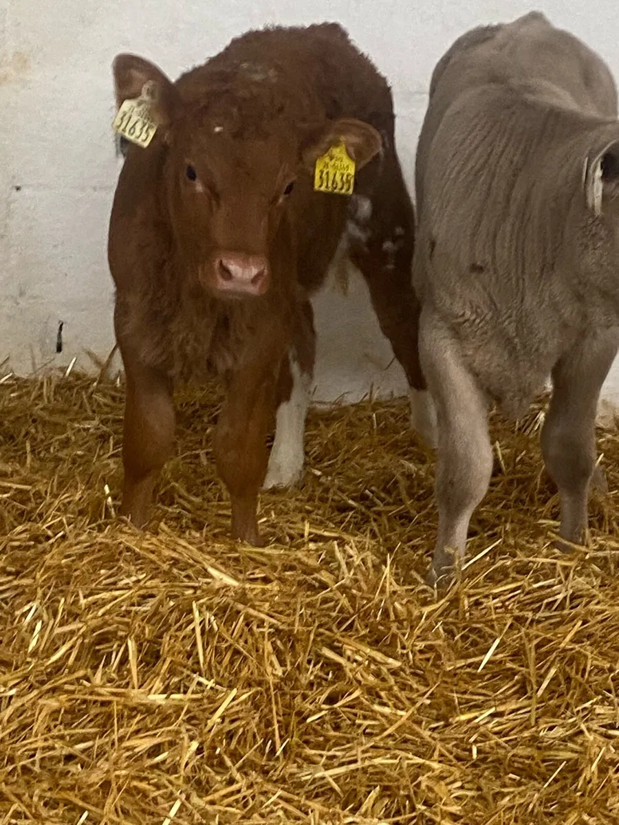 2 SUPER AI BRED CH  HEIFER CALVES @ cmc calf sup - Image 2