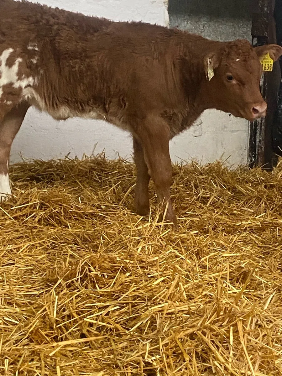 2 SUPER AI BRED CH  HEIFER CALVES @ cmc calf sup - Image 4