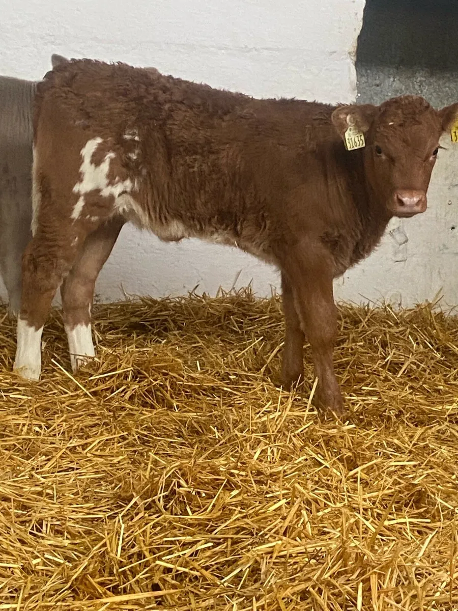 2 SUPER AI BRED CH  HEIFER CALVES @ cmc calf sup - Image 1