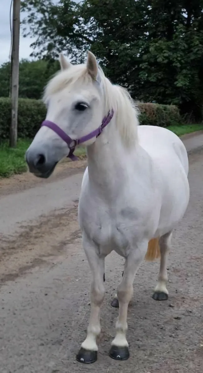 Horse & Pony - Image 1