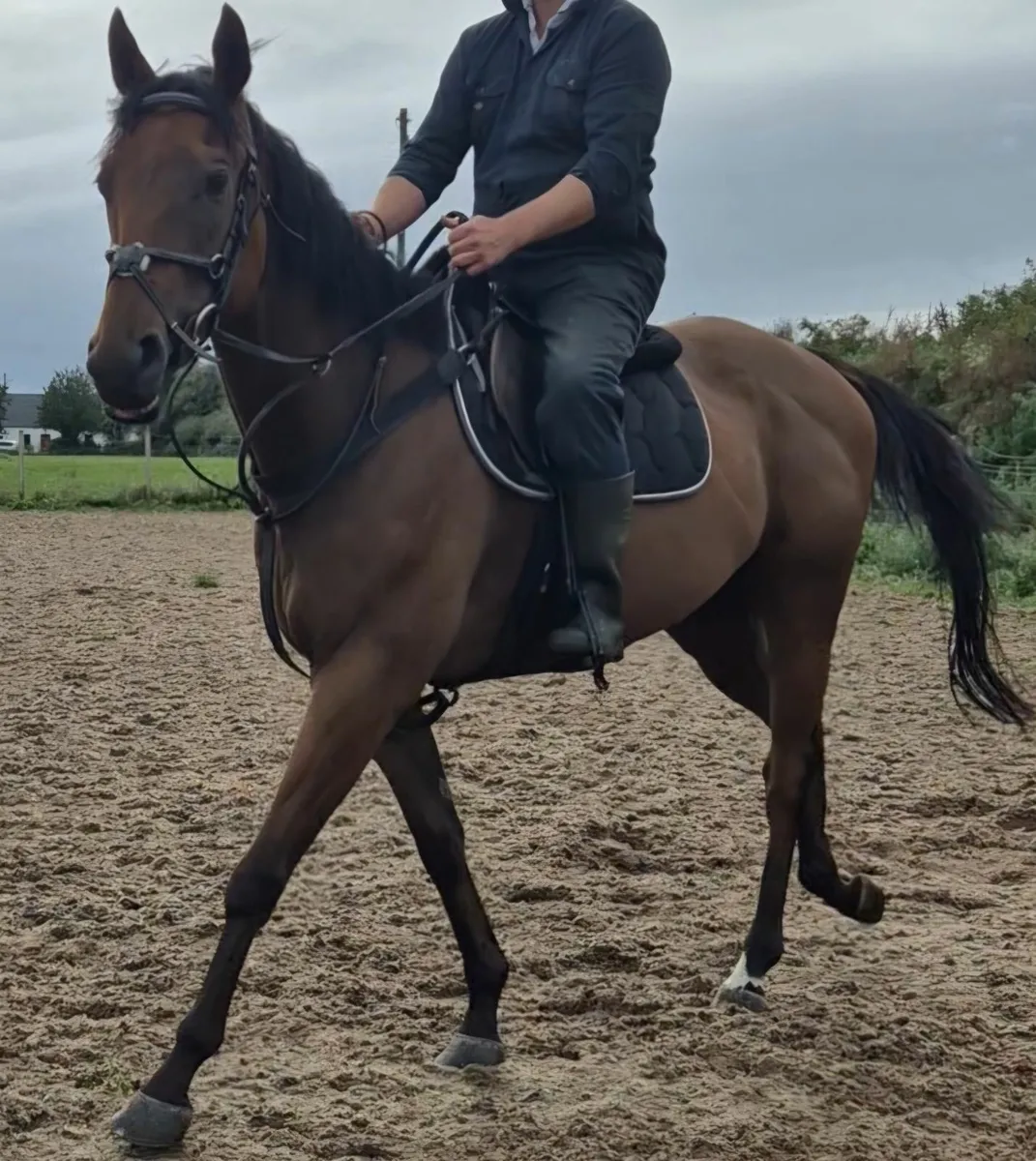 Horse & Pony - Image 2