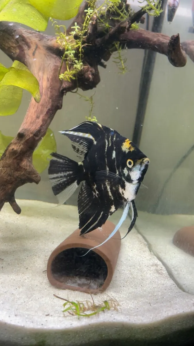 72 L fish tank - Image 1