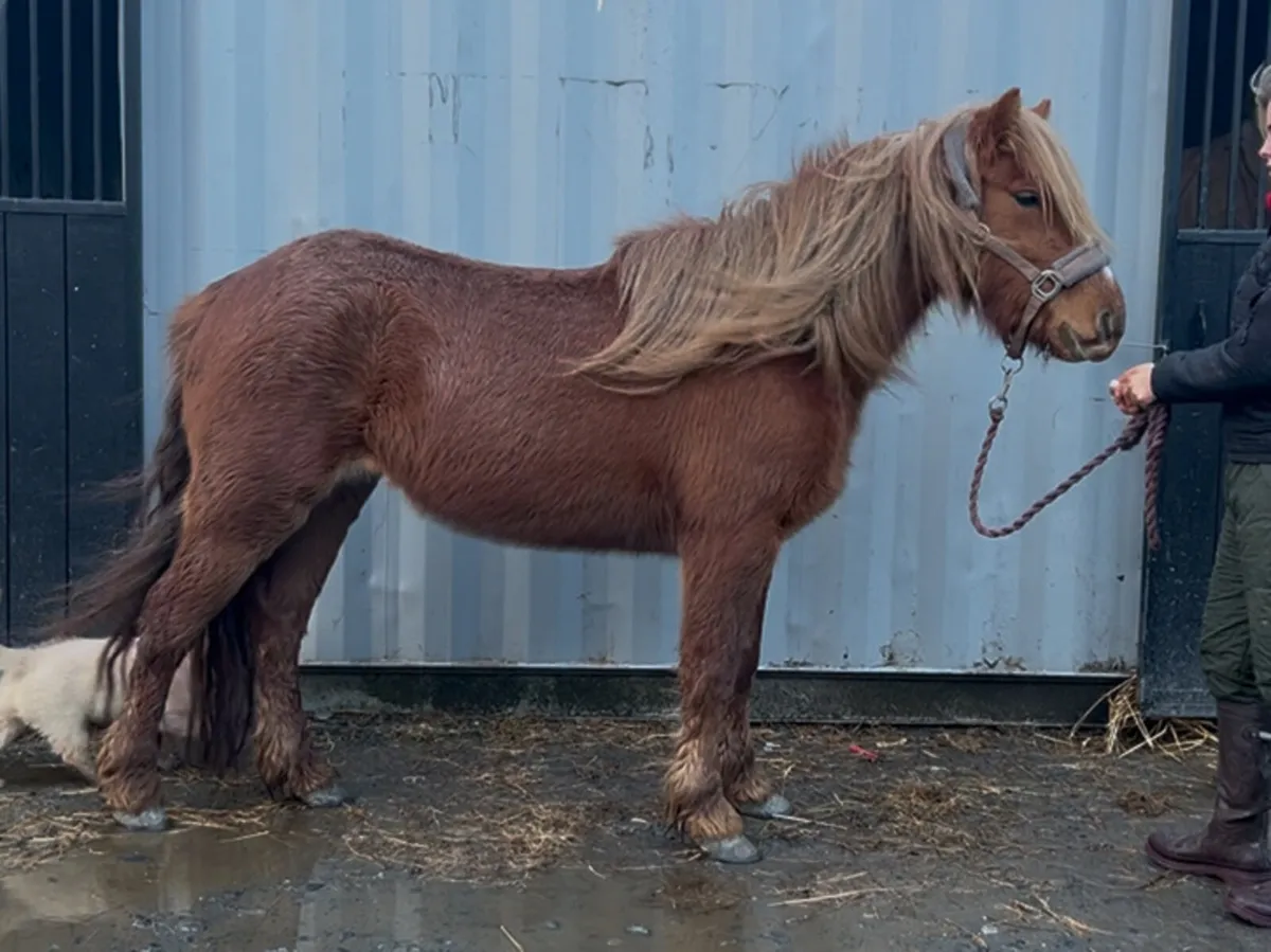 3 year old 13hh kids pony type mare - Image 1