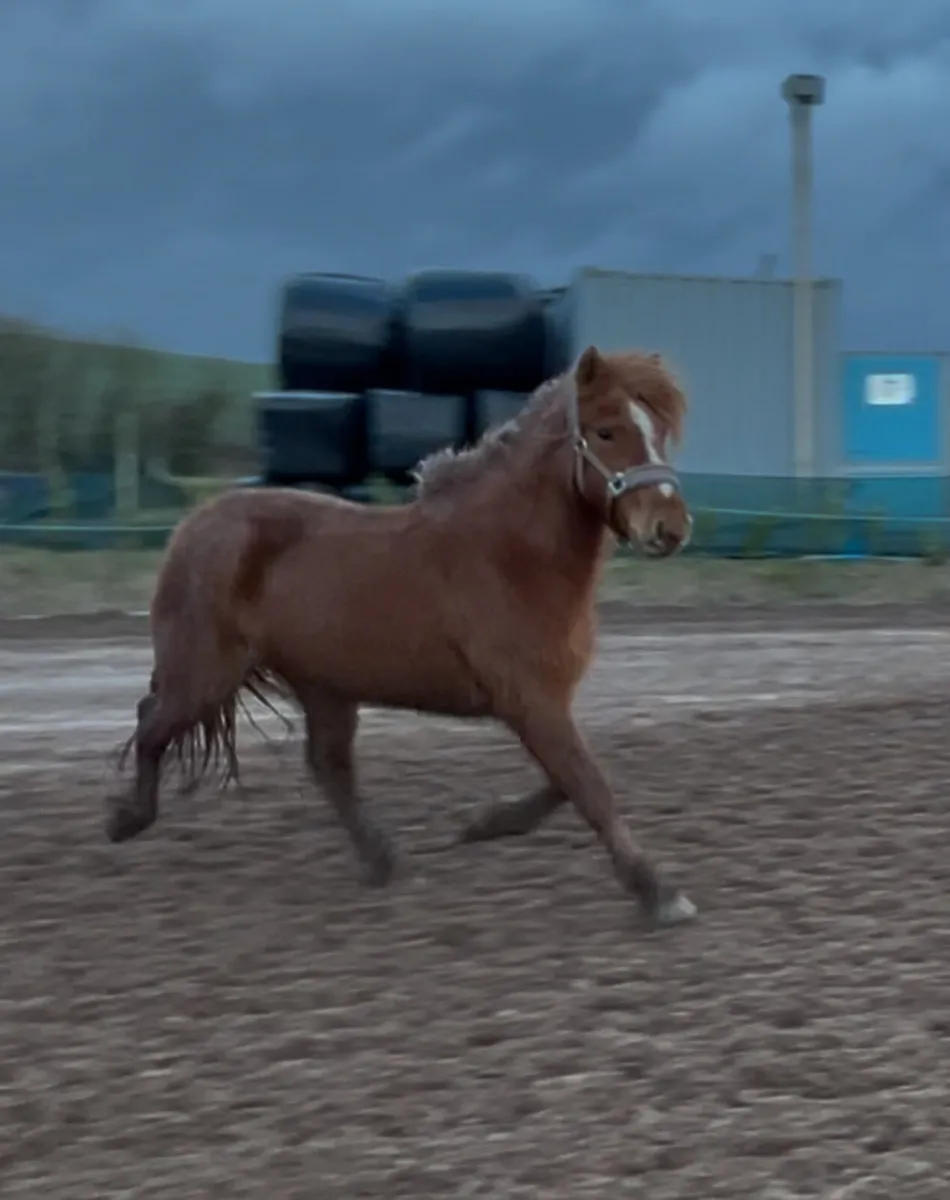 3 year old 13hh kids pony type mare - Image 2