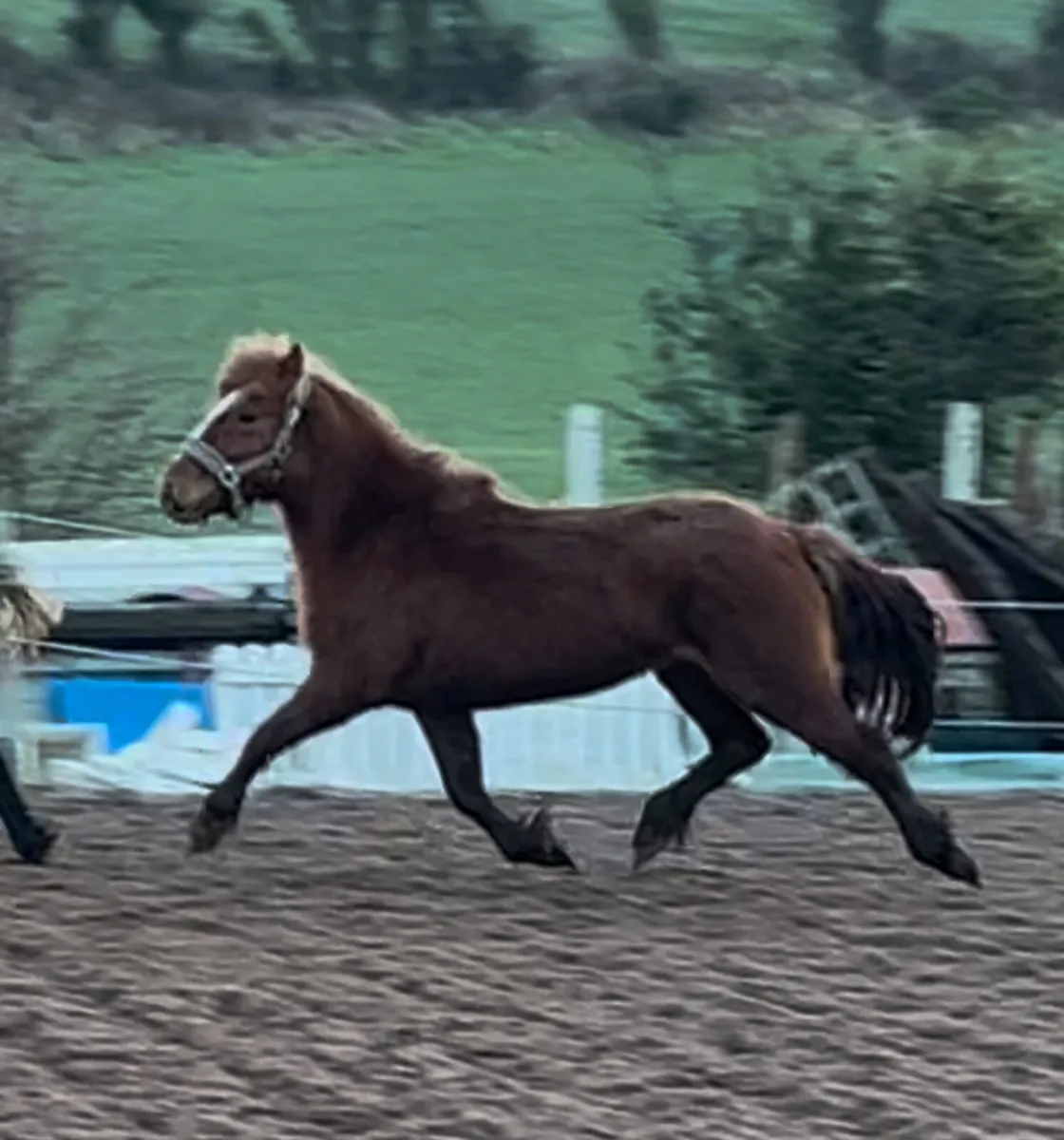 3 year old 13hh kids pony type mare - Image 3