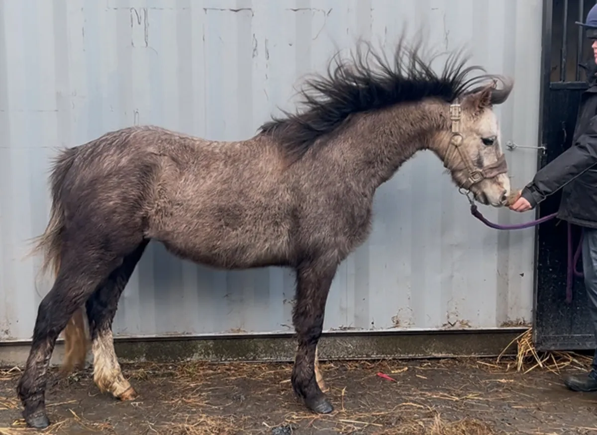 3 year old Welsh type gelding - Image 1