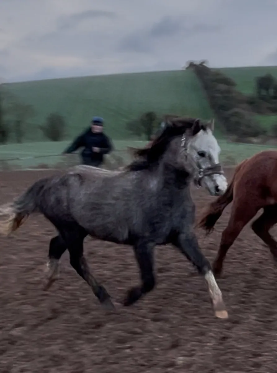 3 year old Welsh type gelding - Image 3