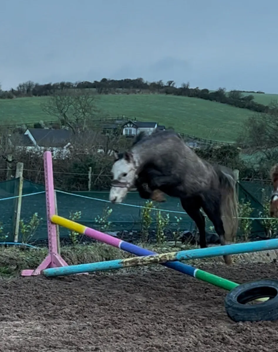 3 year old Welsh type gelding - Image 4