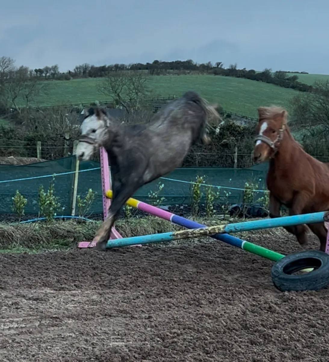 3 year old Welsh type gelding - Image 2