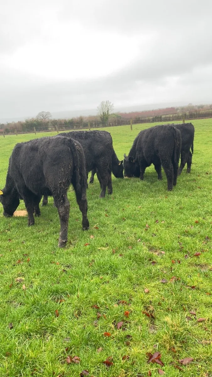 Angus Bullocks - Image 2