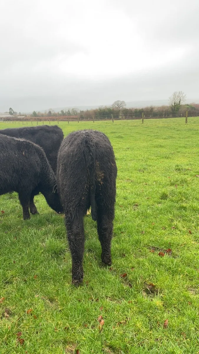 Angus Bullocks - Image 3