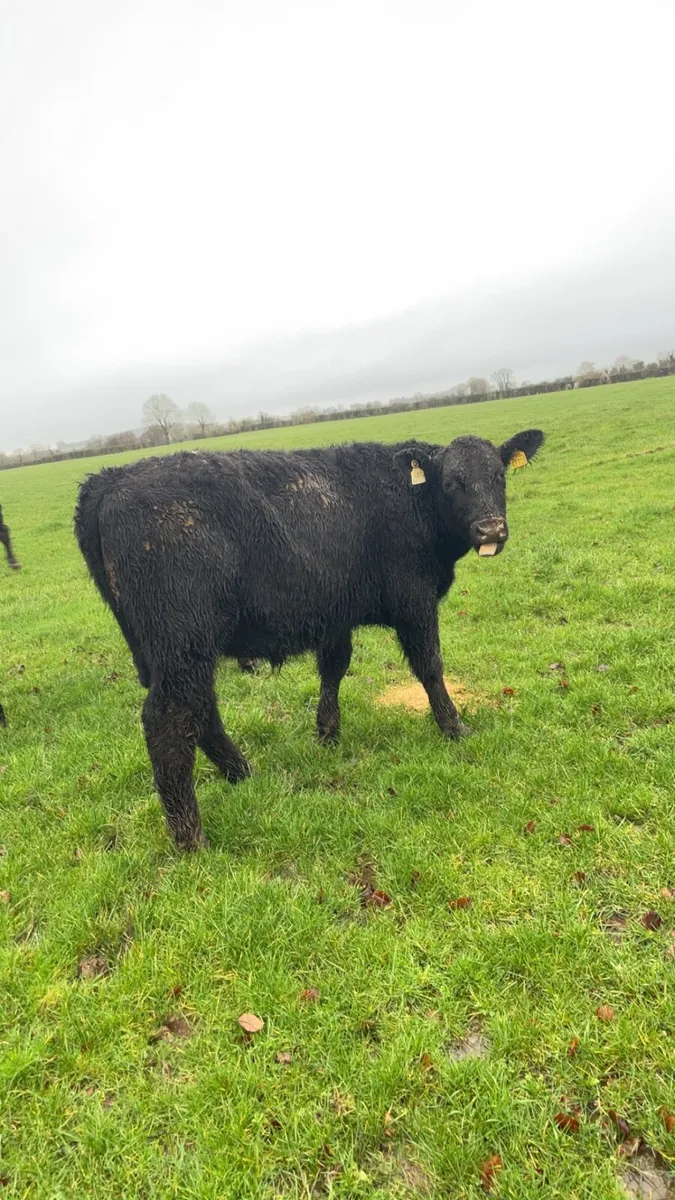 Angus Bullocks - Image 4