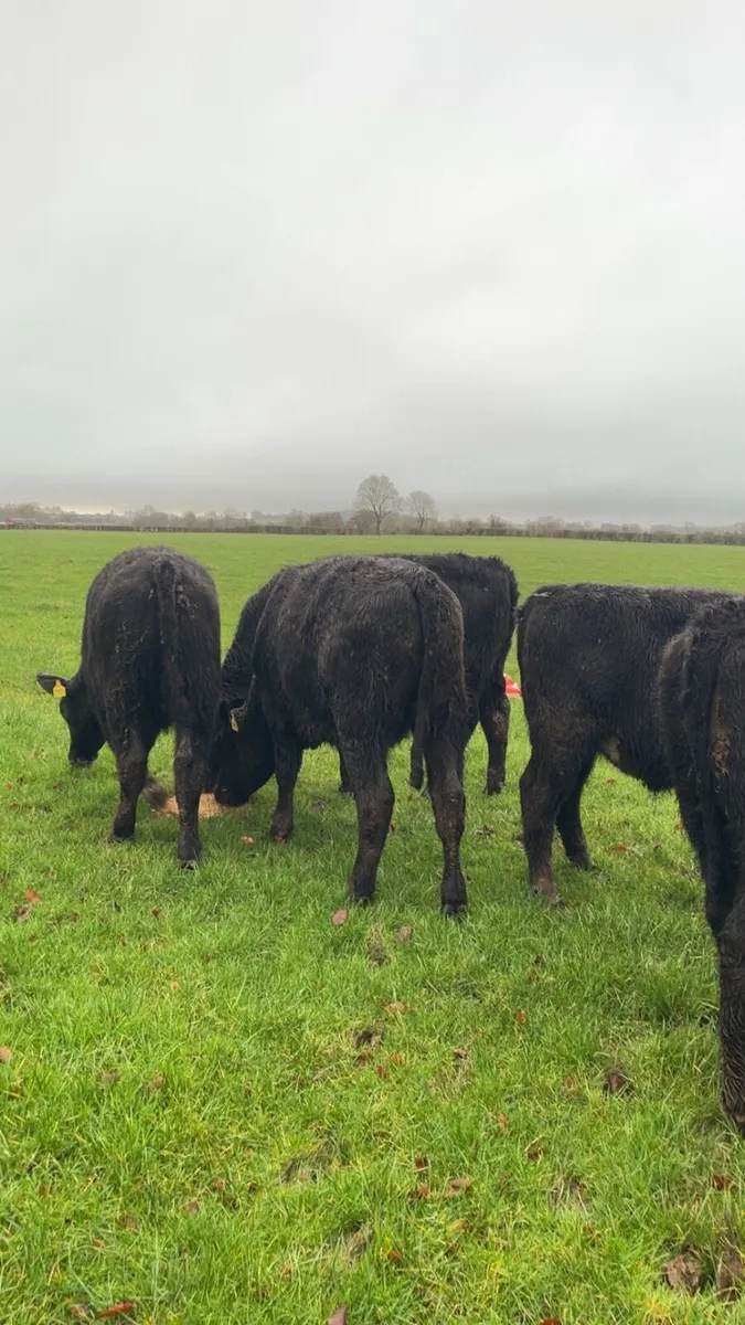 Angus Bullocks - Image 1