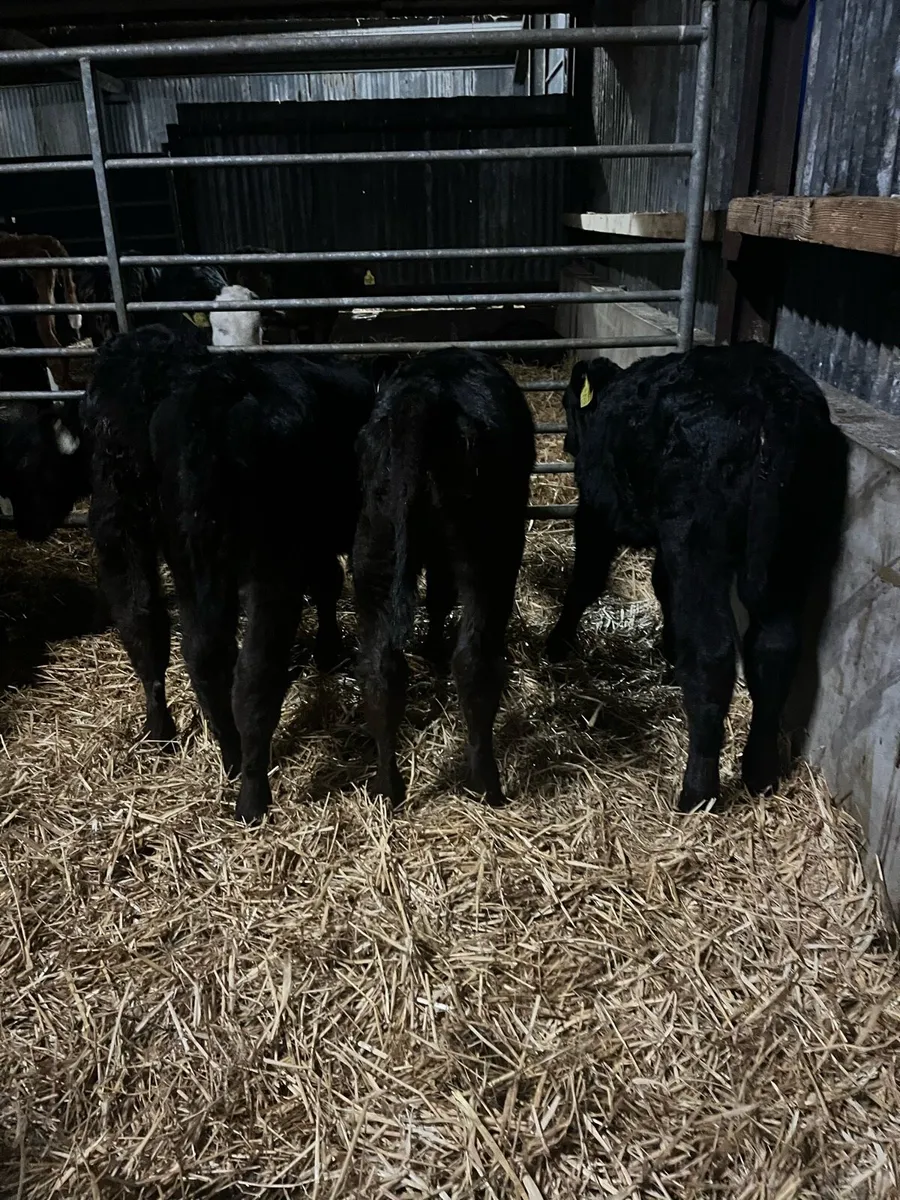 10 Angus heifers - Image 1