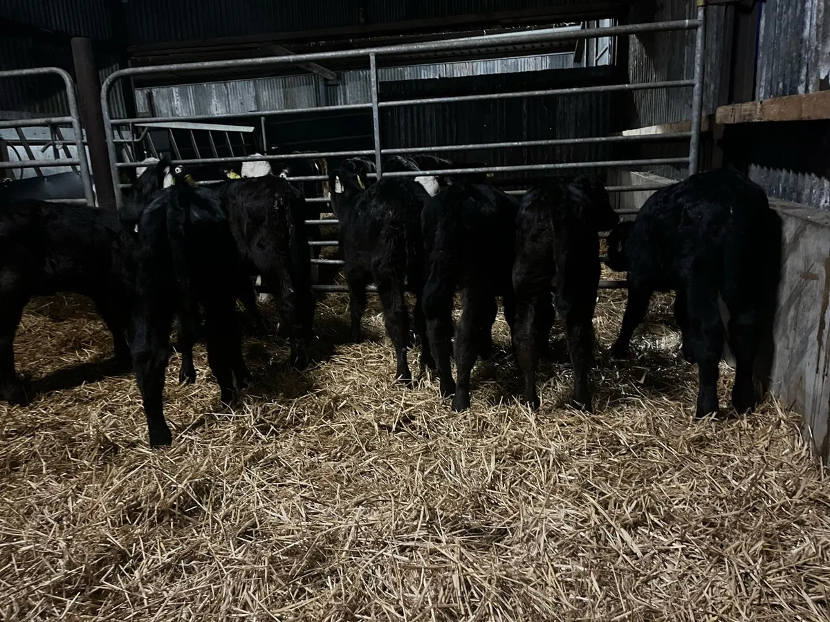 10 Angus heifers - Image 3