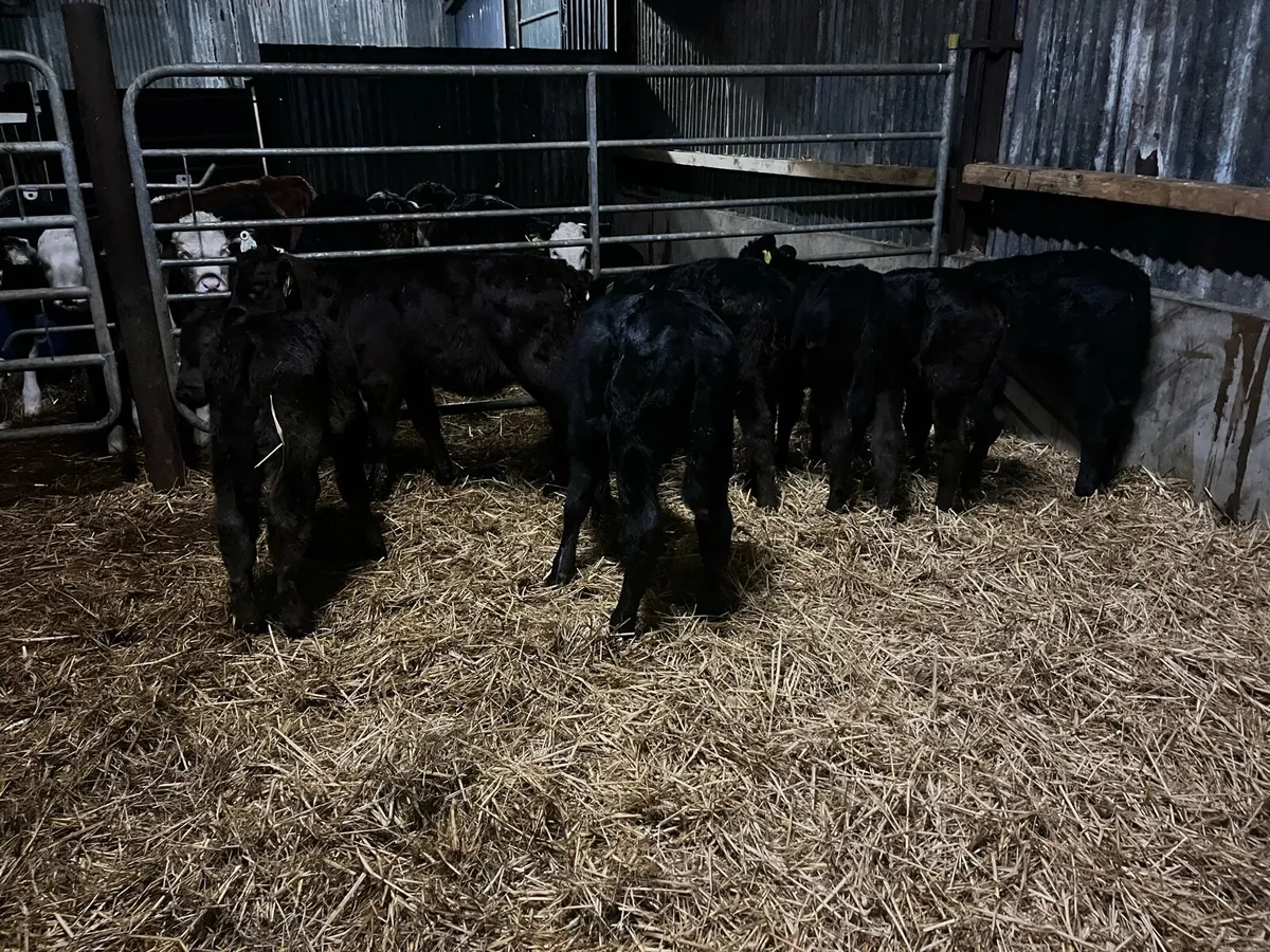 10 Angus heifers - Image 4