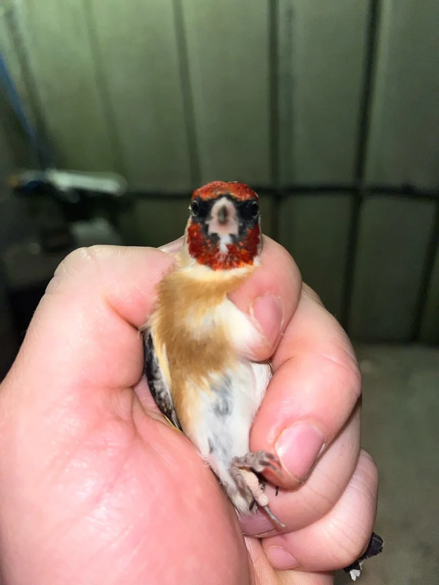Tree pew throate  finch’s cocks - Image 2