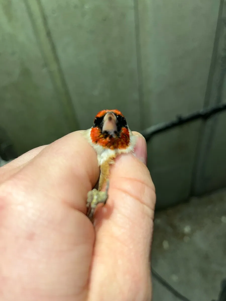 Tree pew throate  finch’s cocks - Image 4