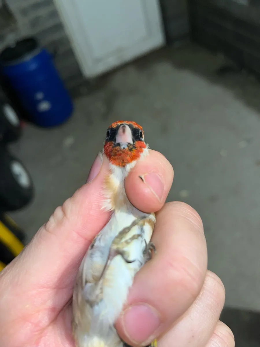 Tree pew throate  finch’s cocks - Image 3