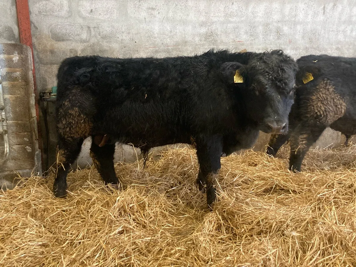 5 Star Pedigree Angus Bulls - Image 4