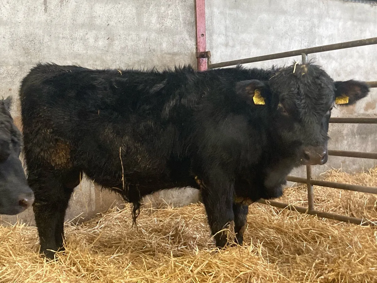 5 Star Pedigree Angus Bulls - Image 1