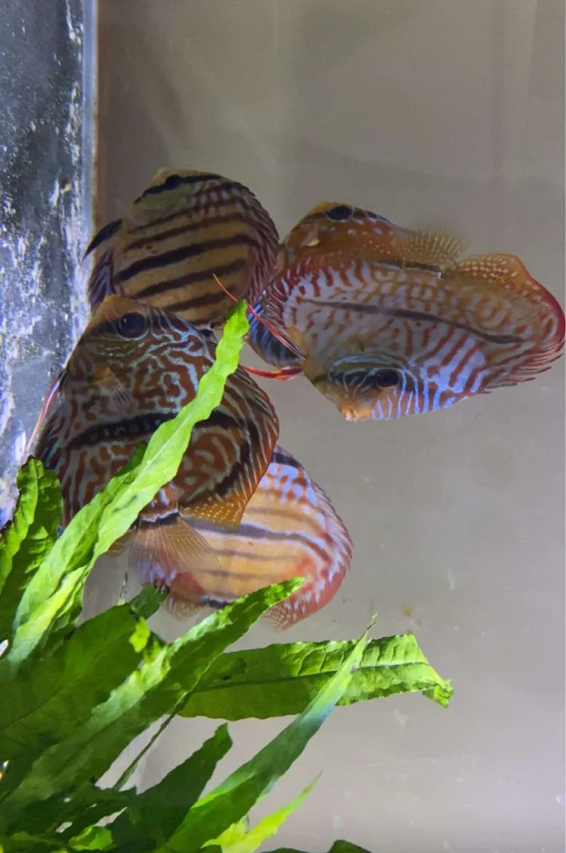 300L 12mm glass tank with 6 high graded discuss - Image 1