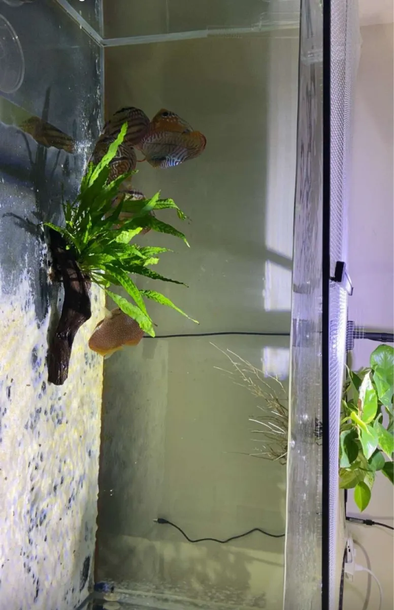 300L 12mm glass tank with 6 high graded discuss - Image 4