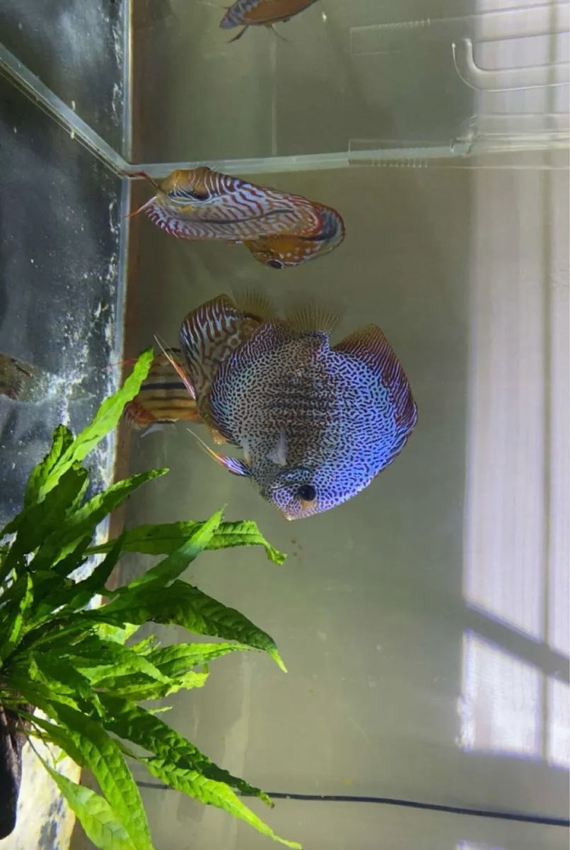 300L 12mm glass tank with 6 high graded discuss - Image 3