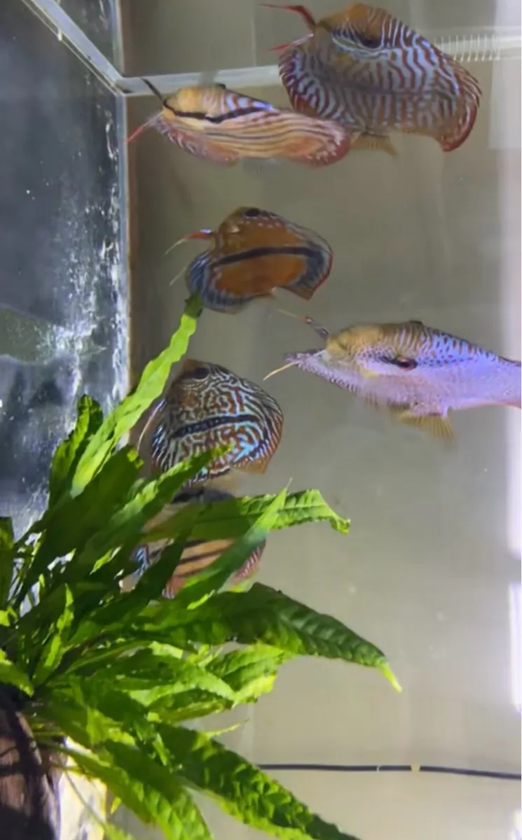 300L 12mm glass tank with 6 high graded discuss - Image 2