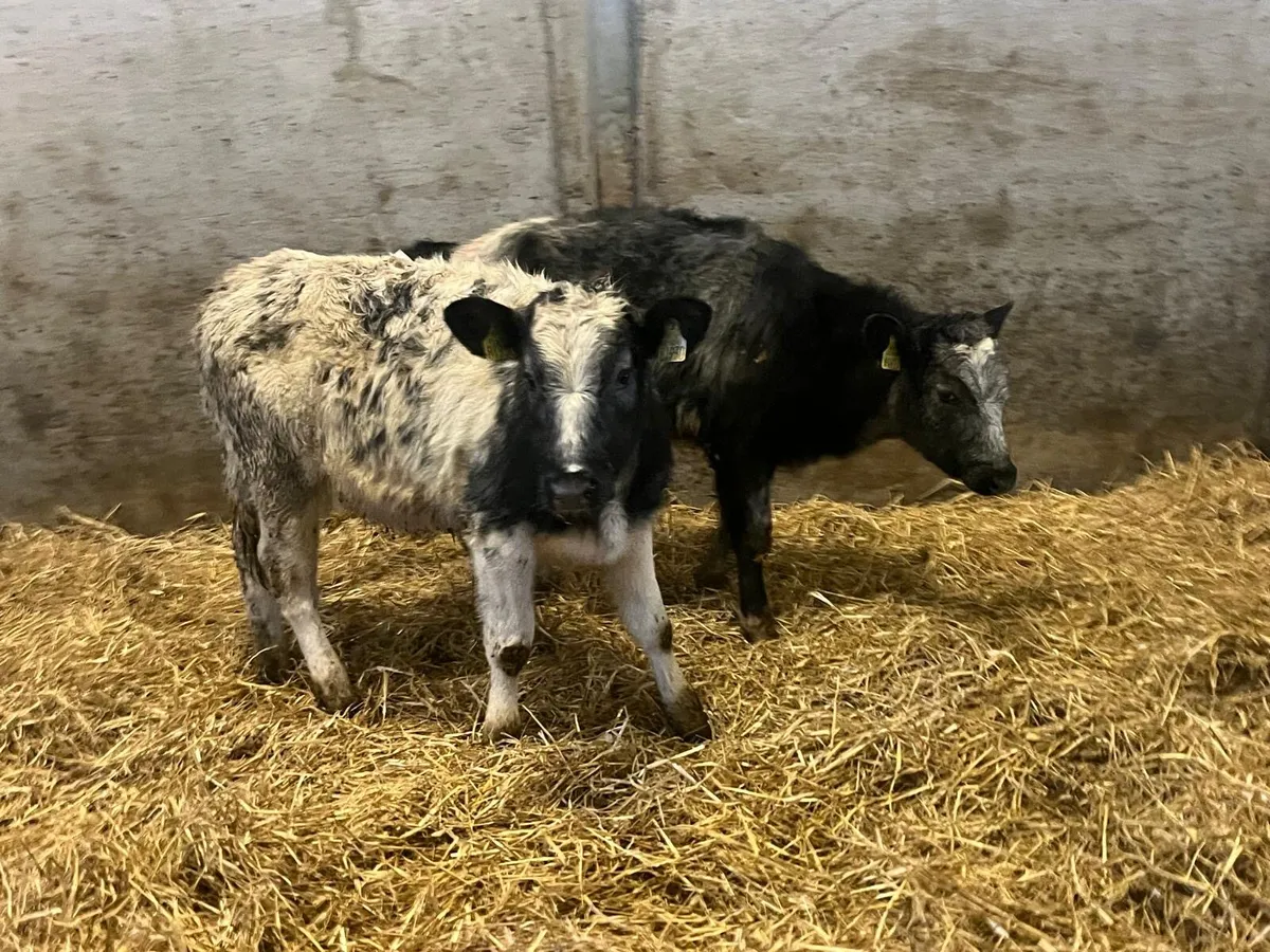 2 super Belgian blue weanling heifers - Image 1