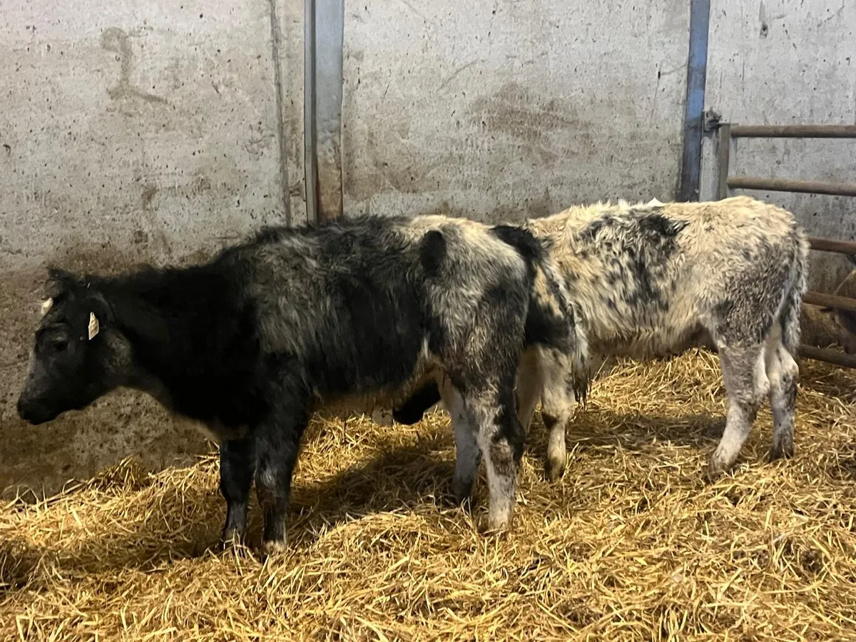 2 super Belgian blue weanling heifers - Image 3