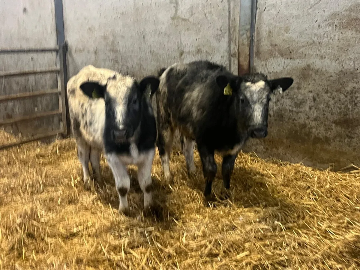 2 super Belgian blue weanling heifers - Image 2